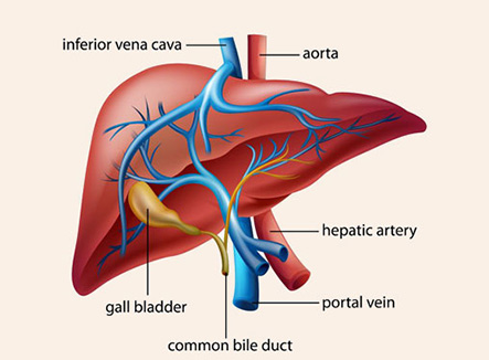 Liver-Transplant-Indore